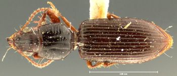 Media type: image;   Entomology 23858 Aspect: habitus dorsal view